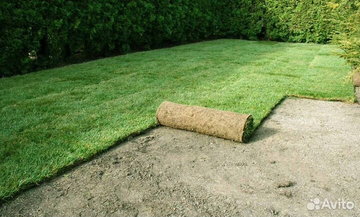 Рулонный газон, укладка рулонного газона