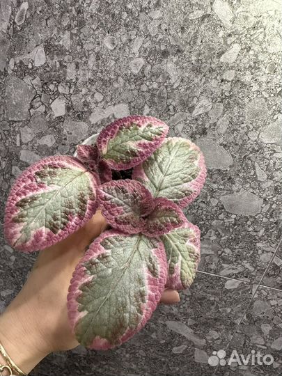 Комнатные растения часть 3