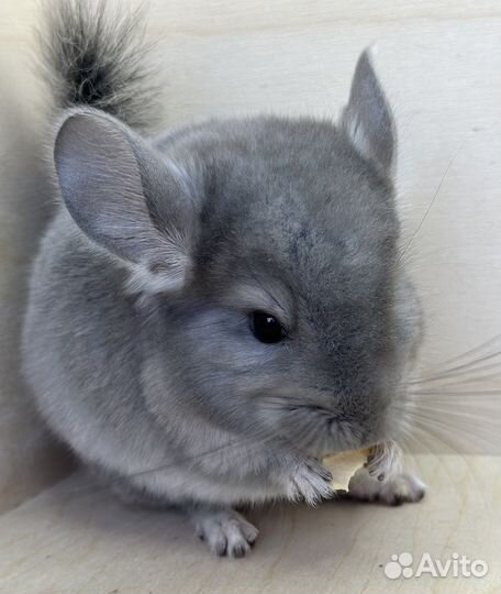 Бронь Шиншиллы фиолетовые носители ангоры