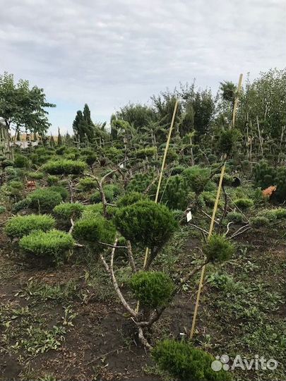 Бонсай Минт Джулеп