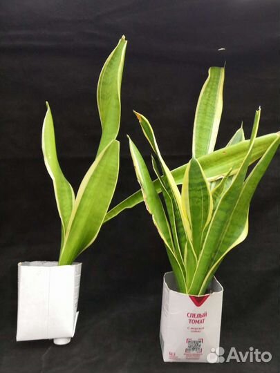 Горшок для цветов