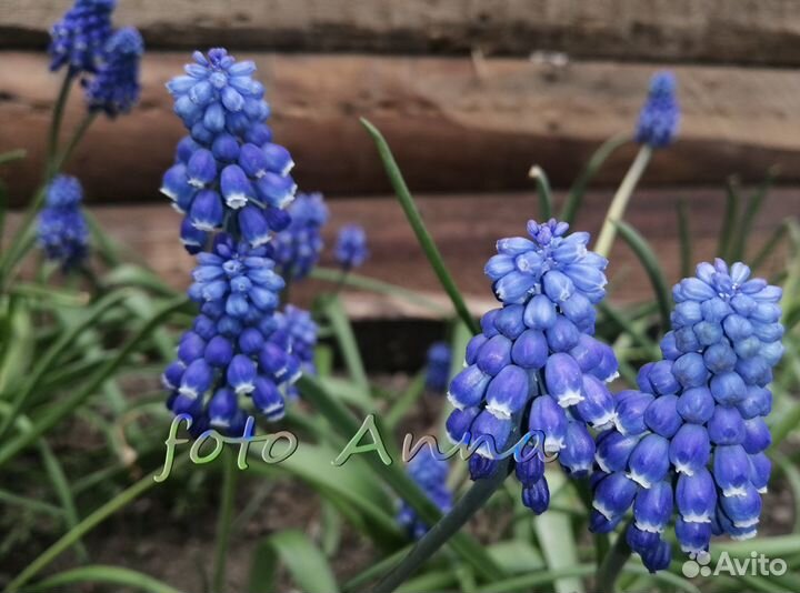 Луковицы мускари