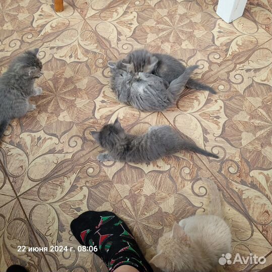 Котята в добрые руки