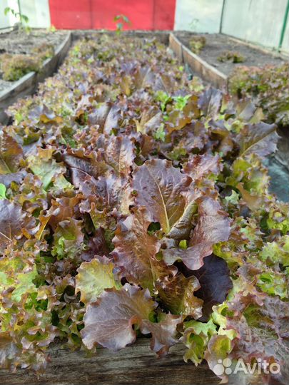 Свежая зелень