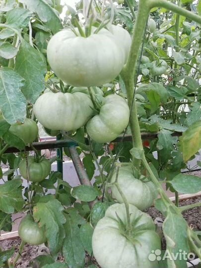 Семена-вспомните вкус настоящих помидор