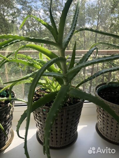 Алоэ столетник лечебный