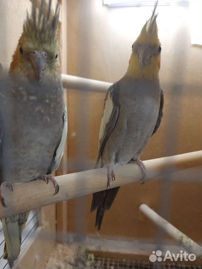 Попугай карелла с клеткой