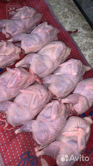 Мясо перепелов, утка, бройлер