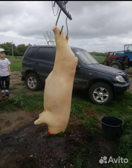 Мясо свинина домашняя