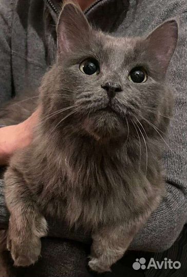 Майкл ищет дом