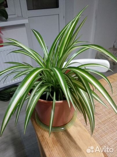 Хлорофитум