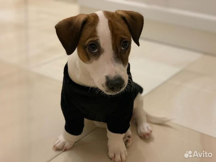 Джек Рассел терьер (Вязка)