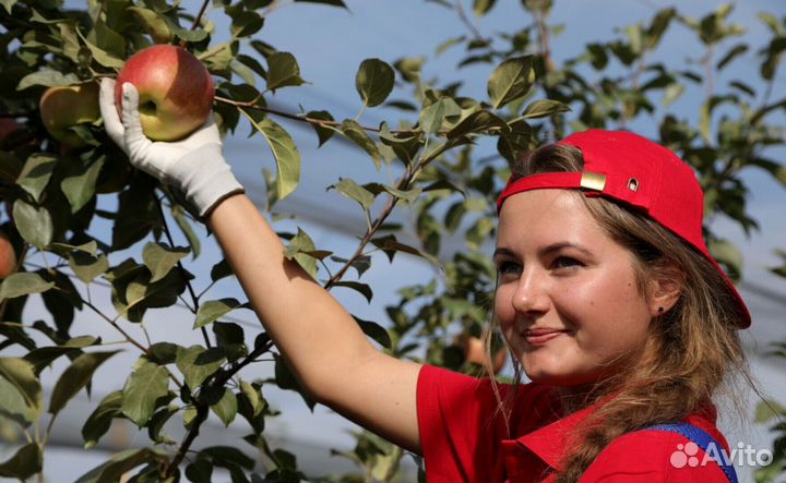 Сборщик яблок. Вахта