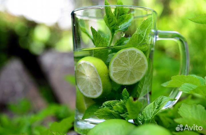 Саженцы сортовой мяты