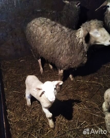 Овцы бараны