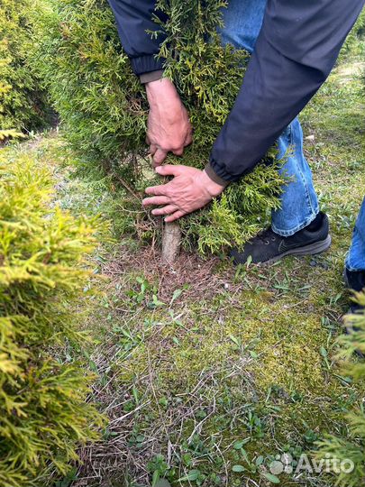 Продажа растений туй смарагд