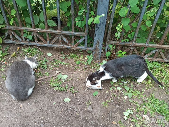 Помогите 2 кошечкам