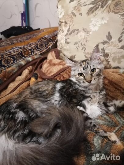 Мейн-кун котенок