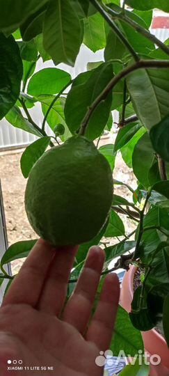 Лимон Павловский плодоносящий дерево