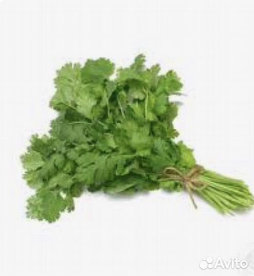 Зелень кинза