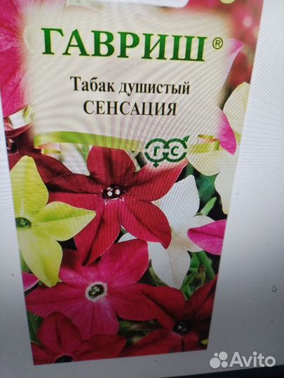 Однолетние цветы