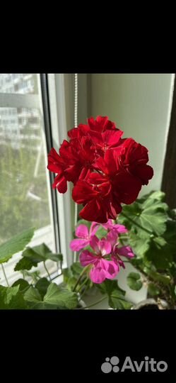 Замиокулькас Зензи,Равен,мандарин,пеларгония