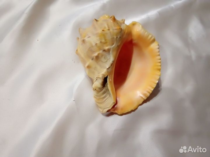 Морские ракушки раковины