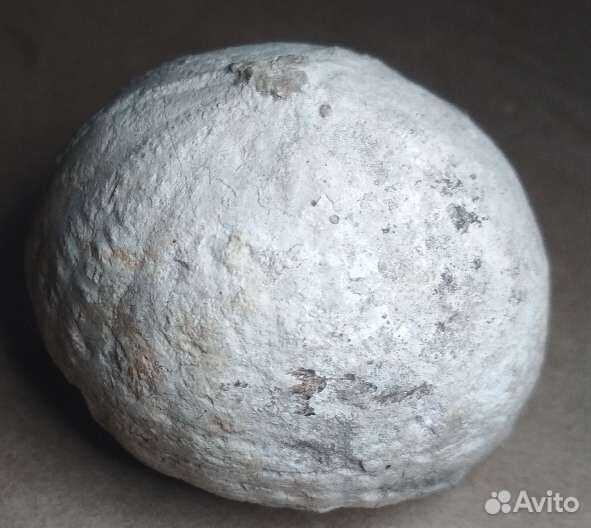 Окаменелость Морской ёж