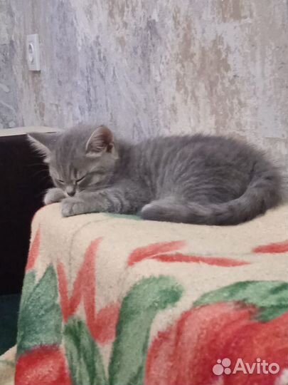 Кошки в добрые руки бесплатно