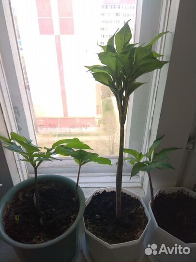 Комнатный цветок - Пальма аморфофаллус многолетний