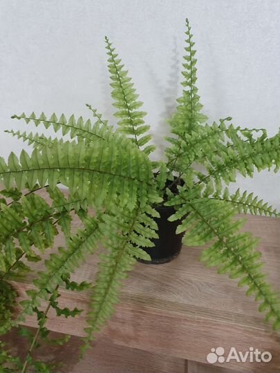 Папоротник кудрявый