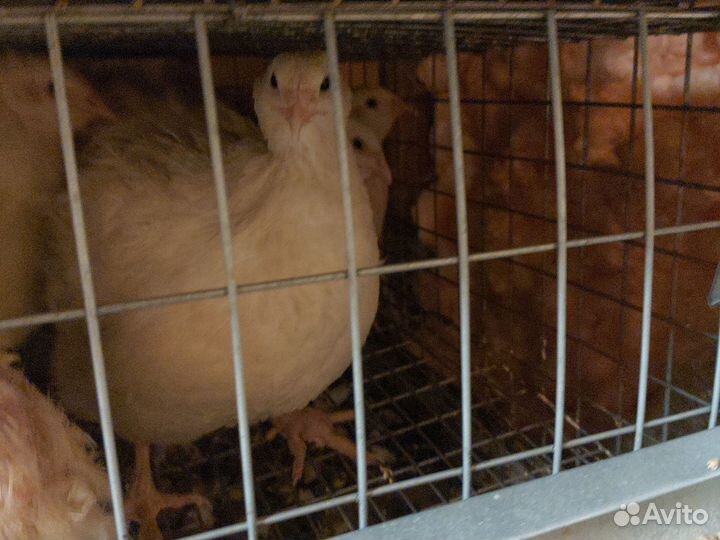 Перепелки несушки