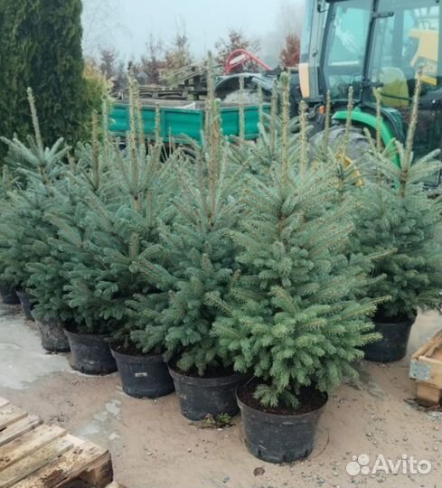 Елка голубая в горшках - оптом