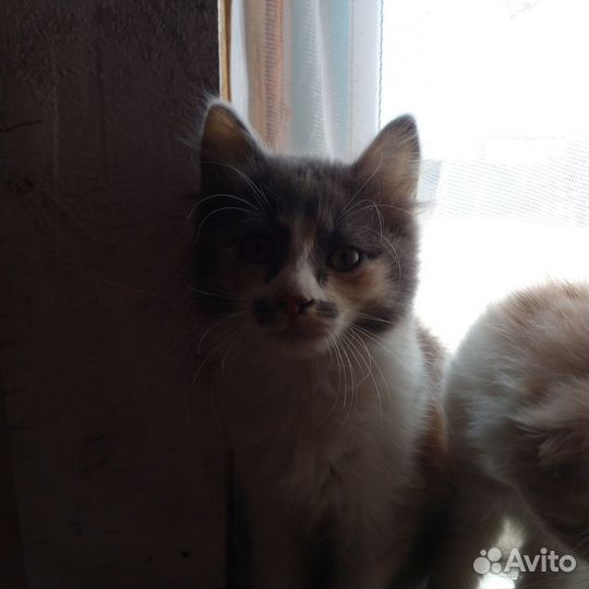 Отдам котят добрые руки