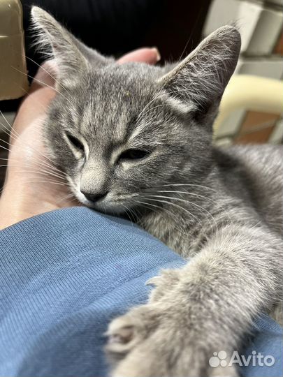 Отдам в добрые руки котенка