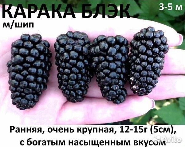 Саженцы ежевики