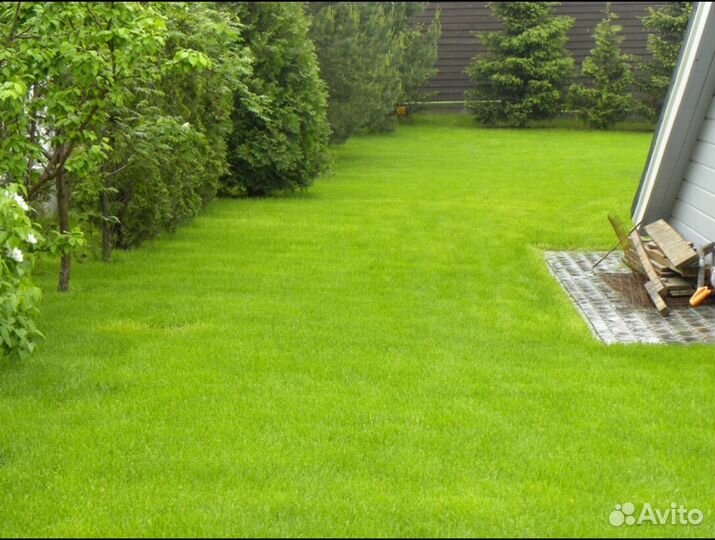 Рулонный газон