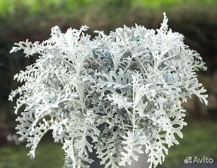 Саженцы цинерария