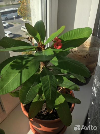 Молочай миля крупноцветковый