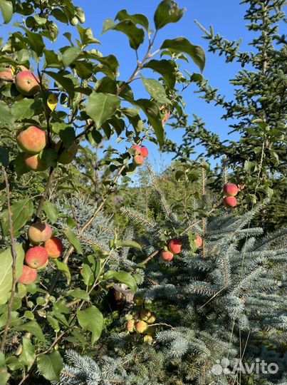 Яблоня крупномер (плодоносящая, взрослая) 2м