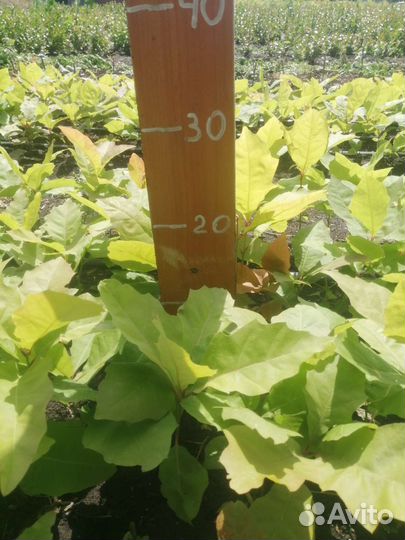 Саженцы красного дуба