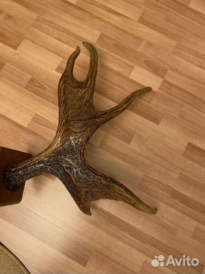Продам рога лося