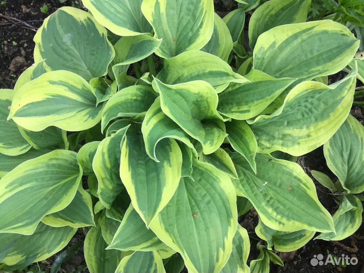 Филипендула, хосты, снежноягодник, спирея