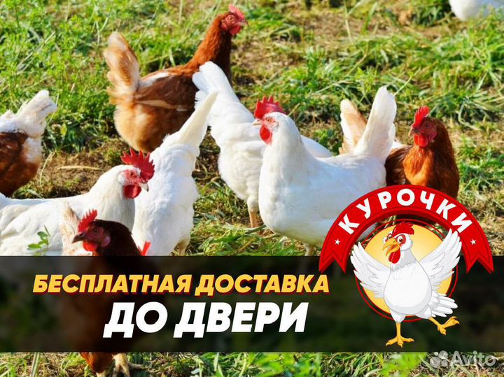 Курочки несушки фермерские