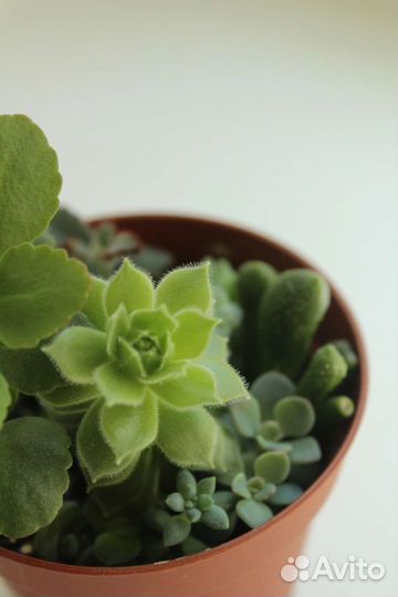 Мини садики суккулентов