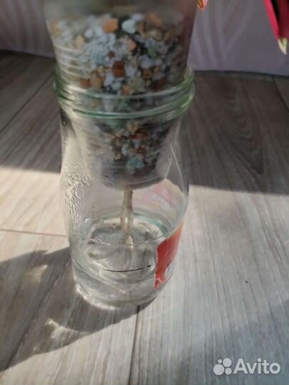 Калатея страманта