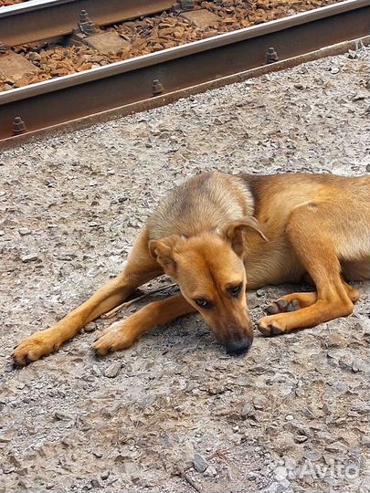 Собака в добрые руки