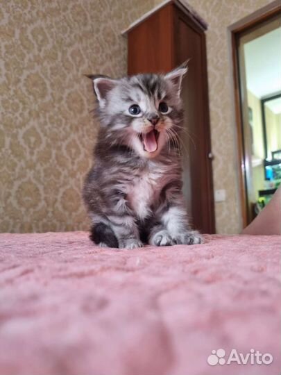 Котята мейкун