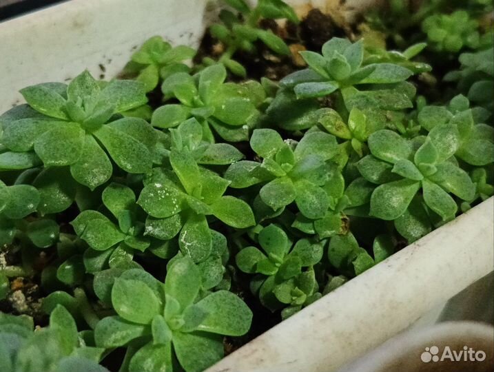 Каменная роза суккулент