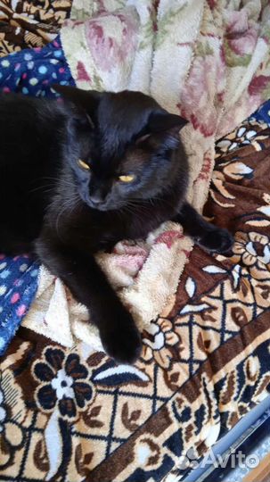 Котик кастрированный 9 мес